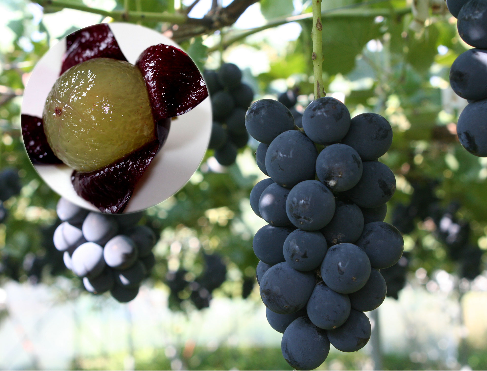 Japanese Grape