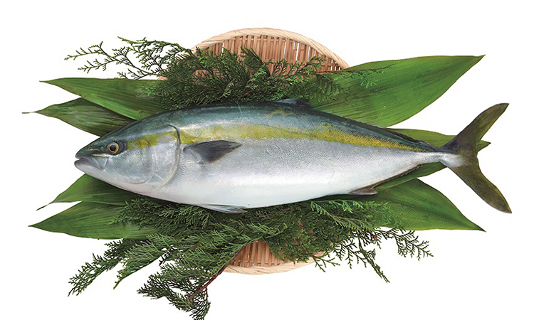 Yellowtail